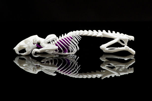 3D Printed Model of a rodent skeleton